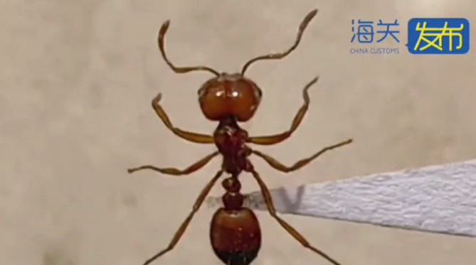 天津口岸首次在入境运输工具中截获外来入侵物种热带火蚁
