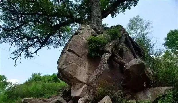 甘肃一棵300多年古梨树趴在几十吨的巨石上